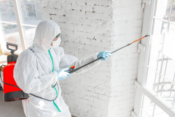 Professional Mold Removal Services in Hasley Canyon, CA