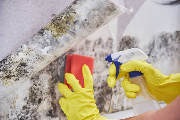 Best Basement Mold Removal  in Hasley Nyon, CA